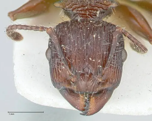 Podomyrma abdominalis specimen FOCOL2001 image focol2001_2