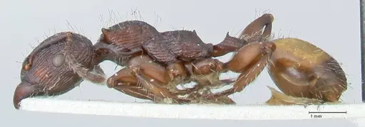 Podomyrma abdominalis specimen FOCOL2001 image focol2001_3