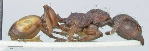 Podomyrma abdominalis specimen FOCOL2001 image focol2001_4