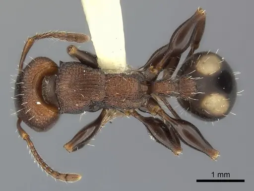 Podomyrma adelaidae specimen CASENT0217908 image casent0217908_1