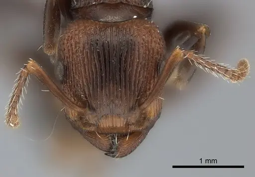 Podomyrma adelaidae specimen CASENT0217908 image casent0217908_2