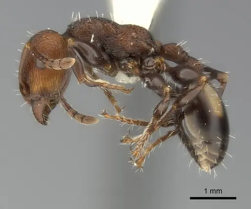 Podomyrma adelaidae specimen CASENT0217908 image casent0217908_3