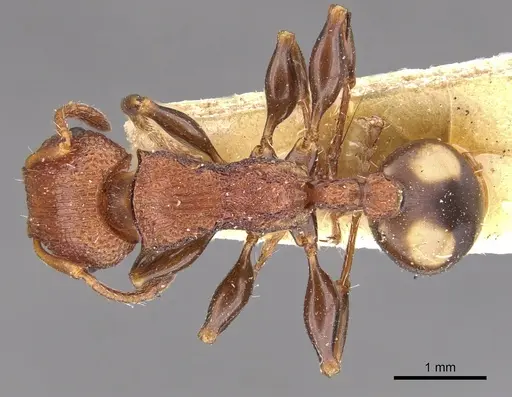 Podomyrma adelaidae specimen CASENT0901997 image casent0901997_1