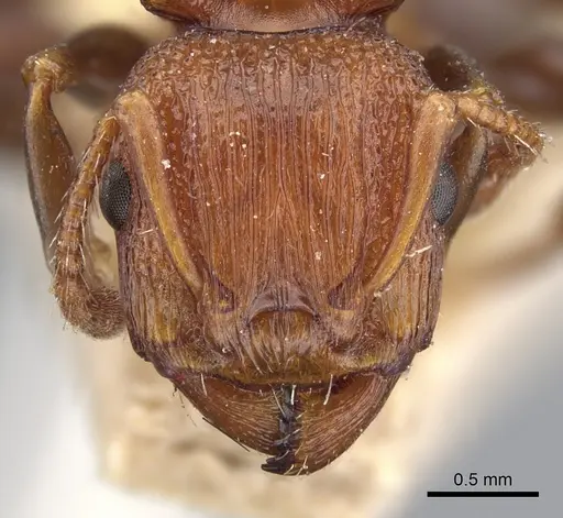 Podomyrma adelaidae specimen CASENT0901997 image casent0901997_2