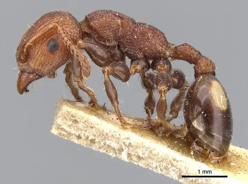 Podomyrma adelaidae specimen CASENT0901997 image casent0901997_3