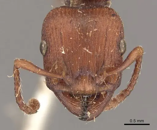 Podomyrma adelaidae specimen CASENT0908965 image casent0908965_2