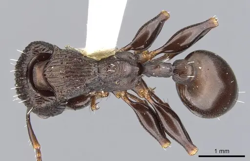 Podomyrma alae specimen CASENT0902000 image casent0902000_1