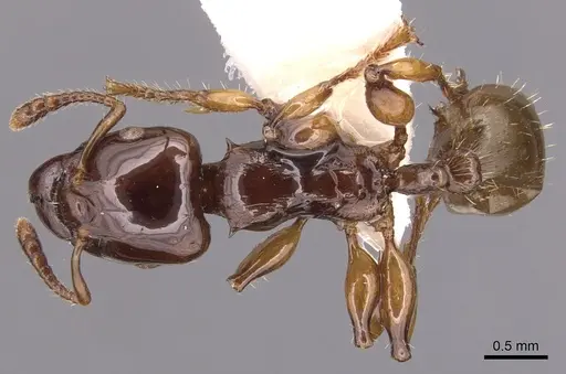 Podomyrma albertisi specimen CASENT0904708 image casent0904708_1