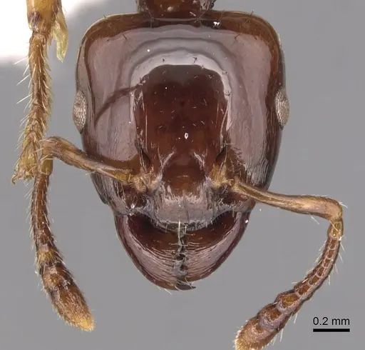 Podomyrma albertisi specimen CASENT0904708 image casent0904708_2
