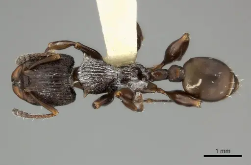 Podomyrma basalis specimen CASENT0217909 image casent0217909_1