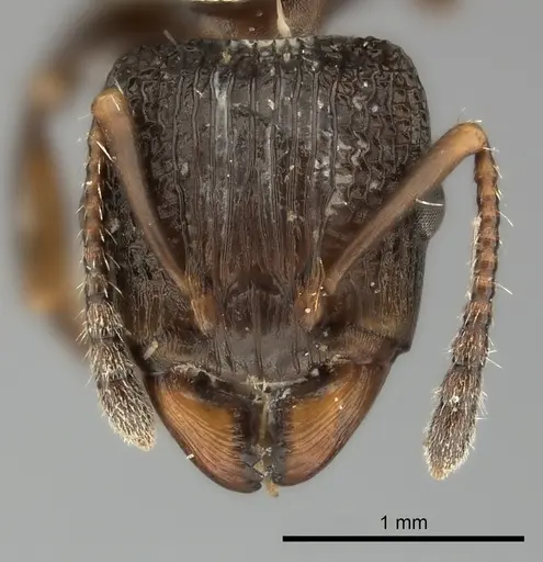 Podomyrma basalis specimen CASENT0217909 image casent0217909_2