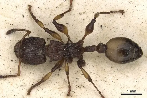 Podomyrma basalis specimen CASENT0901389 image casent0901389_1