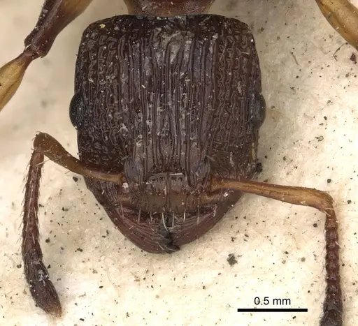 Podomyrma basalis specimen CASENT0901389 image casent0901389_2