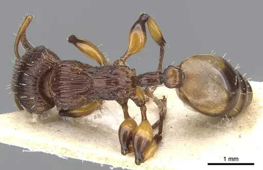 Podomyrma basalis specimen CASENT0901998 image casent0901998_1