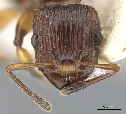 Podomyrma basalis specimen CASENT0901998 image casent0901998_2