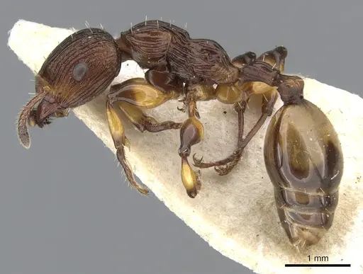 Podomyrma basalis specimen CASENT0901998 image casent0901998_3