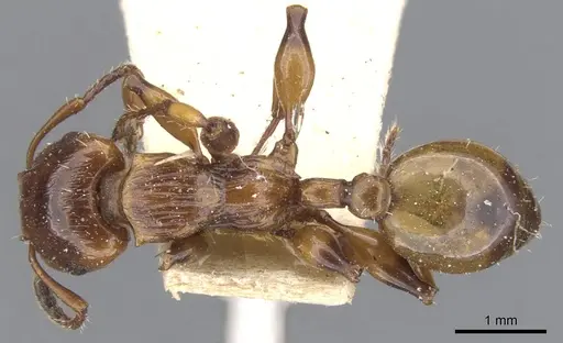 Podomyrma basalis specimen CASENT0902007 image casent0902007_1