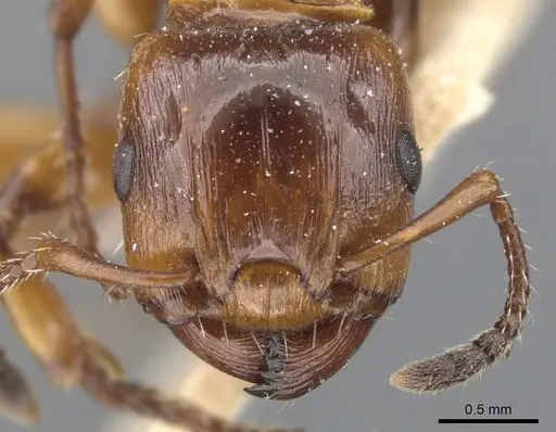 Podomyrma basalis specimen CASENT0902007 image casent0902007_2