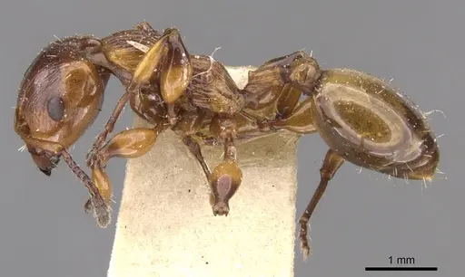 Podomyrma basalis specimen CASENT0902007 image casent0902007_3