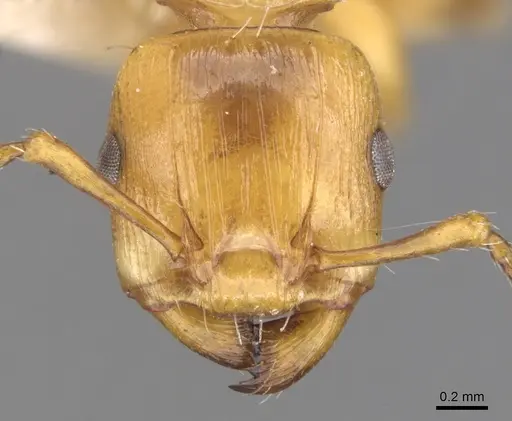 Podomyrma basalis specimen CASENT0902008 image casent0902008_2
