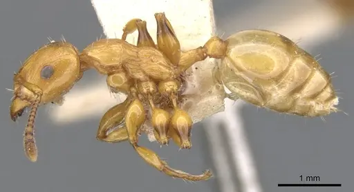 Podomyrma basalis specimen CASENT0902008 image casent0902008_3