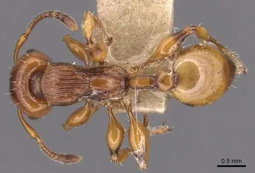 Podomyrma basalis specimen CASENT0904709 image casent0904709_1