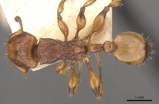Podomyrma basalis specimen CASENT0908966 image casent0908966_1