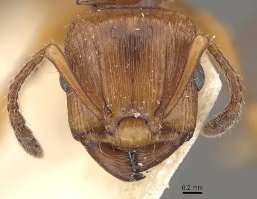 Podomyrma basalis specimen CASENT0908966 image casent0908966_2