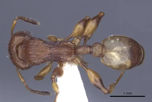 Podomyrma basalis specimen CASENT0916780 image casent0916780_1