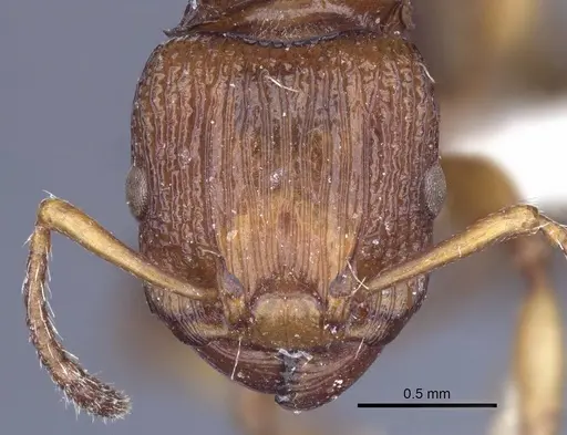 Podomyrma basalis specimen CASENT0916780 image casent0916780_2
