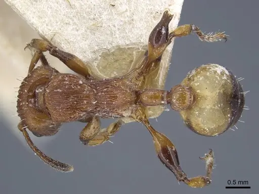 Podomyrma basalis specimen CASENT0917034 image casent0917034_1