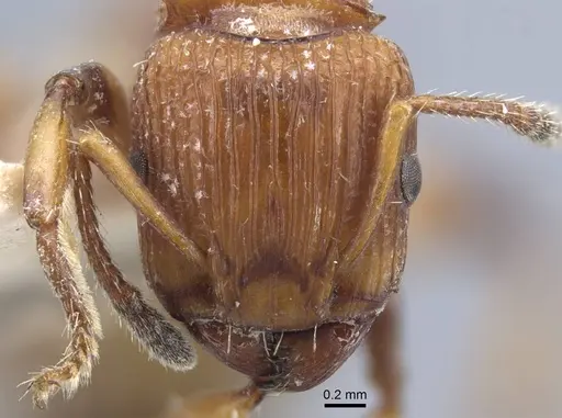 Podomyrma basalis specimen CASENT0917034 image casent0917034_2