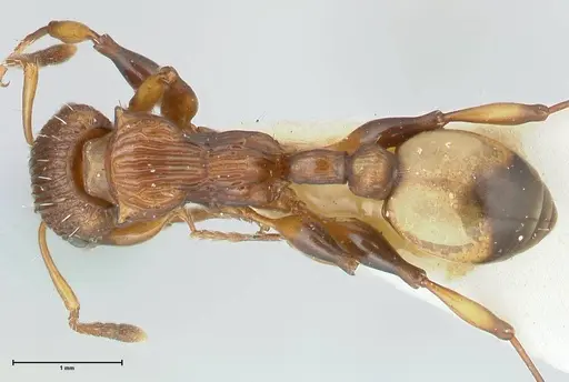 Podomyrma basalis specimen FOCOL1958 image focol1958_1