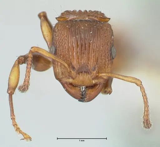 Podomyrma basalis specimen FOCOL1958 image focol1958_2