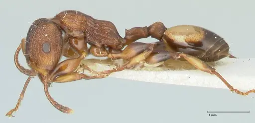 Podomyrma basalis specimen FOCOL1958 image focol1958_3