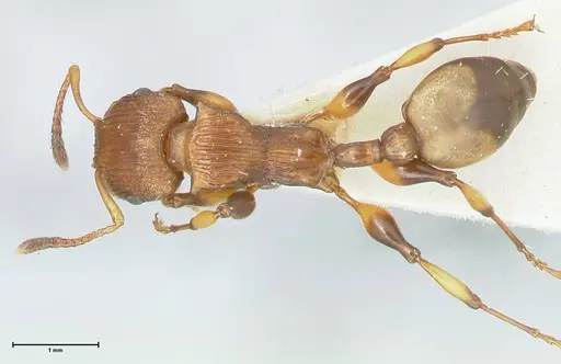 Podomyrma basalis specimen FOCOL1959 image focol1959_1
