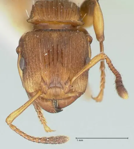 Podomyrma basalis specimen FOCOL1959 image focol1959_2