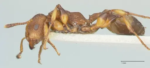 Podomyrma basalis specimen FOCOL1959 image focol1959_3