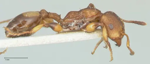 Podomyrma basalis specimen FOCOL1959 image focol1959_4