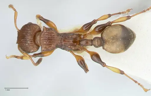 Podomyrma basalis specimen FOCOL1960 image focol1960_1