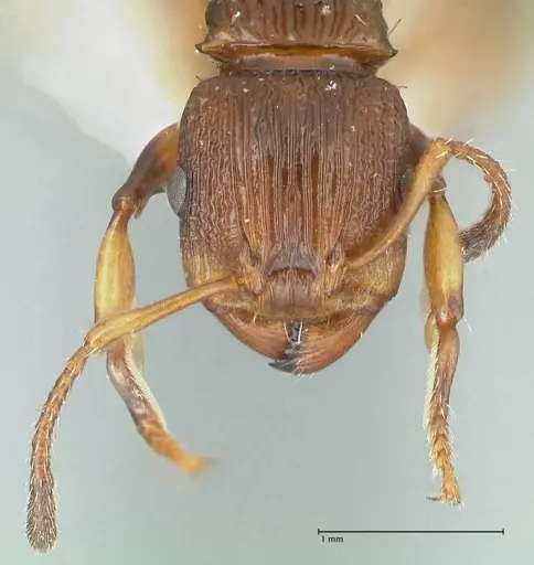 Podomyrma basalis specimen FOCOL1960 image focol1960_2