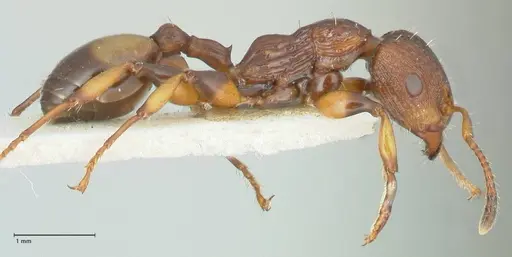 Podomyrma basalis specimen FOCOL1960 image focol1960_4