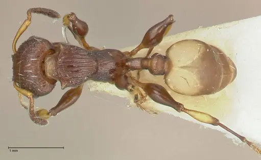 Podomyrma basalis specimen FOCOL1961 image focol1961_1