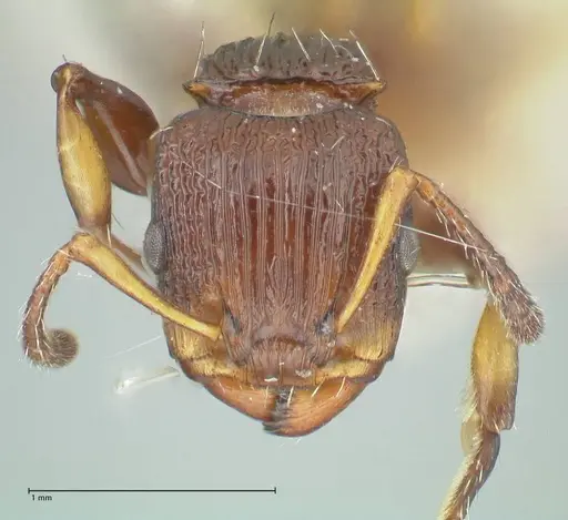 Podomyrma basalis specimen FOCOL1961 image focol1961_2