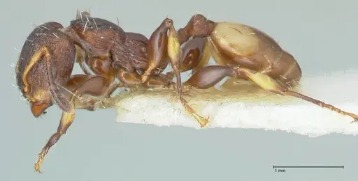 Podomyrma basalis specimen FOCOL1961 image focol1961_3