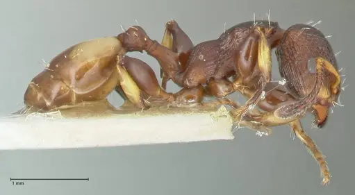 Podomyrma basalis specimen FOCOL1961 image focol1961_4