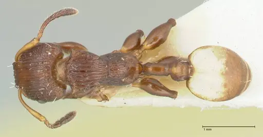 Podomyrma basalis specimen FOCOL1962 image focol1962_1