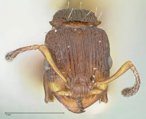 Podomyrma basalis specimen FOCOL1962 image focol1962_2