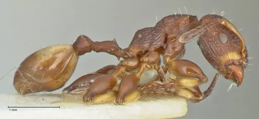 Podomyrma basalis specimen FOCOL1962 image focol1962_4
