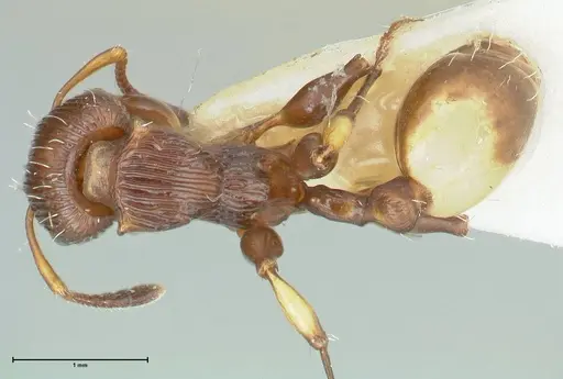 Podomyrma basalis specimen FOCOL1963 image focol1963_1